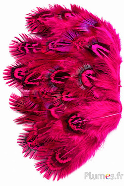 Fagiano dorato - 5-8 cm - menta-fucsia